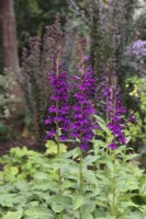 Lobelia 'Hadspen Purple' poussant en parterre de fleurs - Août