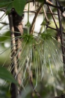 Clematis cirrhosa var. purpurascens - Tête de graine de Clematis 'Taches de rousseur'. C'est une plante grimpante à floraison hivernale.