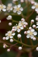 Petites fleurs blanches de Photinia x fraseri 'Red Robin' qui s'ouvrent au milieu du printemps.