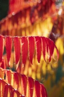 Rhus typhina 'Radiance Sinrus' - Feuillage de sumach en corne de cerf en automne