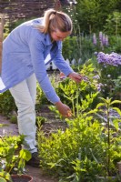Femme coupant la tige florale de Levisticum officinale - La livèche pour de meilleures feuilles.