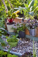 Herbes et légumes cultivés dans des pots suspendus au bord du parterre surélevé - bette à carde, sarriette et sauge violette.