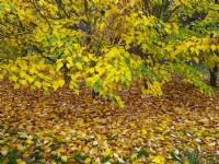 Acer davidii grosseri arbres et feuilles tombées en novembre