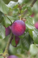 Prunus domestica, prune 'Edwards'