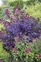 Cotinus coggygria 'Royal Purple' en fin d'été parterre de Verveine et Salvias