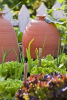 Étiquettes de plantes écrites à la main pour l'oignon et la laitue à côté des plantes en croissance.