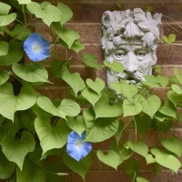 Ipomoea tricolor 'Heavenly Blue' avec plaque Green Man