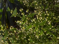 Colletia paradoxa ou plante d'ancrage en fleur début novembre