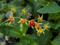 Baies de Solanum sisymbriifolium Novembre