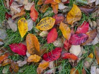 Nyssa sylvatica 'Wisley Bonfire' - Black Gum 'Wisley Bonfire' feuilles tombées sur l'herbe
