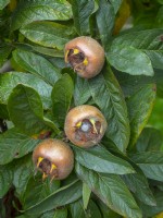 Mespilus germanica - Néflier commun - fruits début novembre