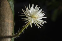 Selenicereus wittii (fleur de lune amazonienne) syn. Strophocactus wittii