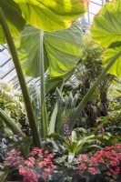 Exposition de plantes tropicales à l'intérieur du conservatoire de Biltmore