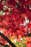 Acer palmatum 'Osakazuki' - syn. 'Taihai' - novembre.