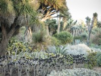 Un assortiment de cactus et de succulentes au coucher du soleil dans le jardin du désert, les jardins botaniques de Huntington
