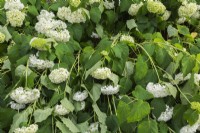 Hydrangea paniculata 'Limelight' suspendu au poids des gouttes de pluie - juin