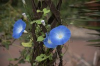 Ipomoea tricolor 'Heavenly Blue' - Morning Glory - Septembre