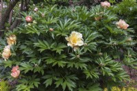 Paeonia 'Singing in the Rain' - Arbuste de pivoine hybride Itoh - Mai