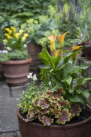 Pot décoratif avec Sanvitalia, pélargonium zonal et un grand Zantedeschia à fleurs orange comme intérêt central