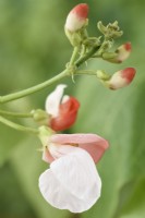 Phaseolus coccineus 'Hestia' Haricot d'Espagne Fleur Juillet