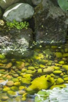 Têtards reposant sur des cailloux immergés dans des eaux peu profondes au bord de l'étang de la faune. juin