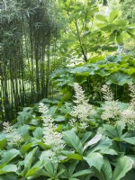 Le grand feuillage de Rodgersia, de magnolia et de darmera apporte un aspect tropical au jardin tempéré ombragé