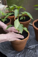 Mise en pot sur des plants de piment des petits pots aux grands pots en terre cuite, en serre fraîche, printemps. Compactage du compost autour de la plante rempotée.