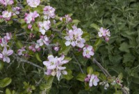 Malus, Apple Blossom sur Apple 'James Grieve', fin du printemps