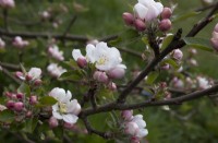 Malus, Apple Blossom, Apple 'James Grieve', fin de printemps