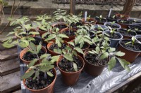 Jeunes plants de tomates en pots sur banc de serre chauffée, en mars Tomate 'Fandango'