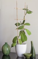 Hoya kerrii formé sur un support fabriqué à partir de cannes de bambou cultivées à la maison - Sweetheart Plant ou Valentine Hoya
