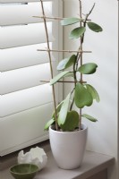 Hoya kerrii formé sur un support fabriqué à partir de cannes de bambou cultivées sur le rebord de la fenêtre - Sweetheart Plant ou Valentine Hoya