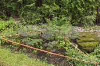 Parterre de plantes fragiles protégées avec du ruban orange dans le jardin, Centre-de-la-Nature, Laval, Québec, Canada - juin