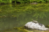 Chrysemys picta - Tortues peintes de l'Est se prélassant sur un rocher dans un étang avec des algues vertes Chlorophyta envahies, Centre-de-la-Nature, Laval, Québec, Canada - Juin