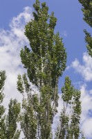 Populus alba - Peuplier blanc en été - juillet