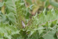 Acanthus sennii - Acanthe éthiopienne