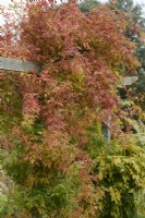 Feuillage d'automne de Jasminum officinale - jasmin commun - poussant sur une pergola en bois