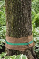 Bande de jute pour protéger le tronc de l'arbre du contact direct avec la sangle et le mousqueton utilisé pour attacher une corde à un arbre - juin