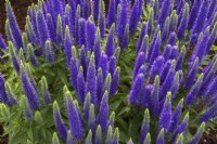 Salvia nemorosa 'Violet Profusion' - Sauge - Juin