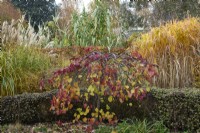 Cercis canadensis 'Ruby Falls' avec Miscanthus sinensis 'Silberfeder' et Miscanthus giganteus en automne