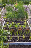 Plantation en rangs en bordure de légumes avec céleri, oignon, laitue rouge, chou-rave 'Vienne', oignon, laitue 'Romaine' et chou-rave 'Kolibri F1'.