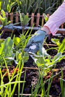 Ajout de nitrate de calcium au chou-rave dans un parterre de fleurs mixtes pour une meilleure croissance et pour prévenir les maladies.