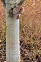 Betula albosinensis 'Fascination' parmi les tiges de cornus en décembre