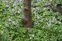 Cardamine quinquefolia en février