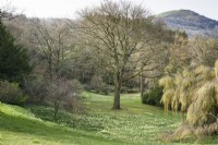 Les jonquilles sauvages, Narcissus pseudonarcissus, sur les pentes herbeuses à Perrycroft, Herefordshire en mars avec le contour distinctif du camp britannique derrière.