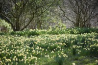 Les jonquilles sauvages, Narcissus pseudonarcissus, sur les pentes herbeuses à Perrycroft, Herefordshire en mars