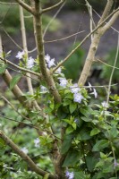 Vinca difformis 'Jenny Pym' poussant à travers un arbuste à feuilles caduques en février