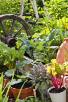 Légumes et herbes cultivés en pot, y compris la mangold, la sauge pourpre et la courgette.