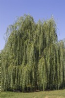Salix x sepulcralis 'Chrysocoma' - Saule pleureur doré, Québec, Canada - Août