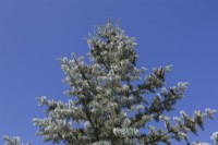 Abies concolor 'Candicans' - Sapin blanc des montagnes Rocheuses - Août